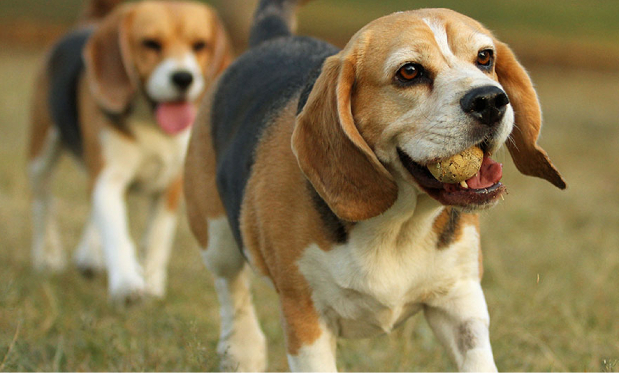 Beagle Insurance - Breed Facts, Info & Advice - Tesco Bank