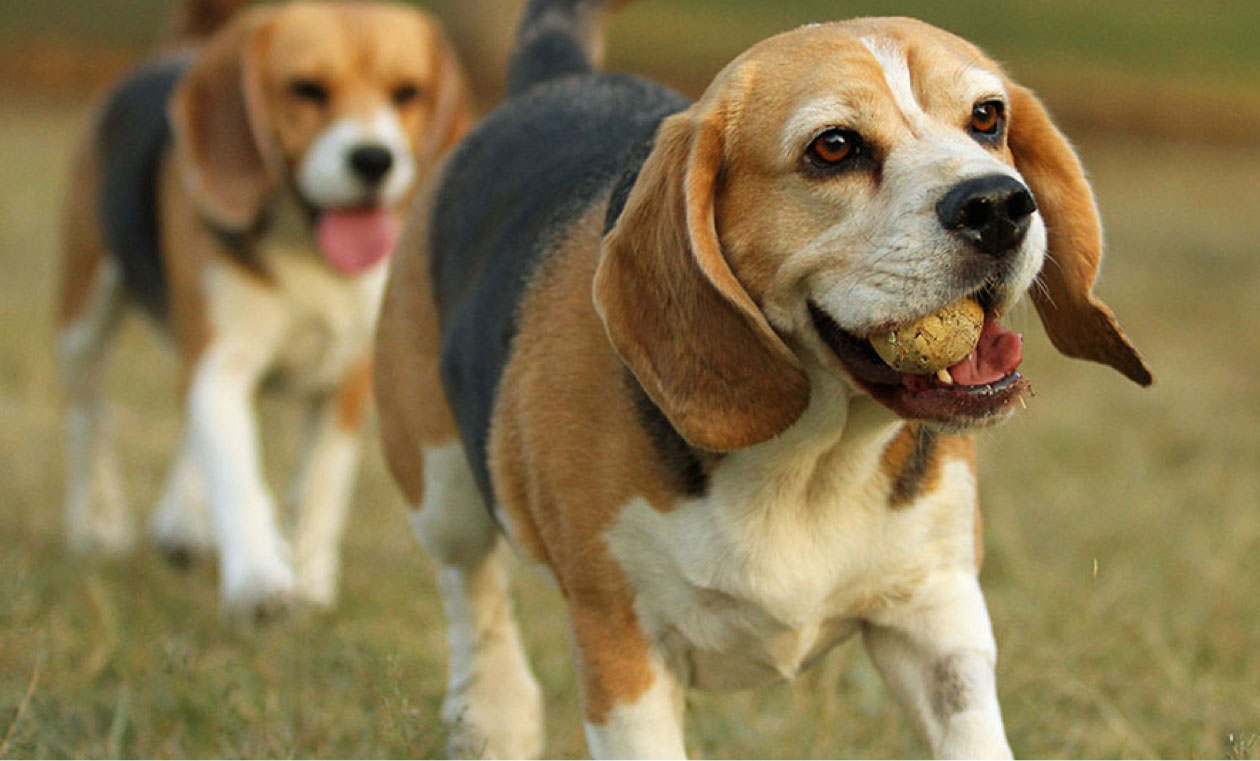 Beagle Insurance Beagle Pet Insurance Quote Tesco Bank