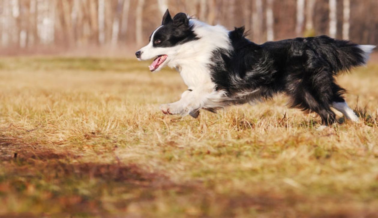 Border Collie Insurance Facts Info Advice Tesco Bank