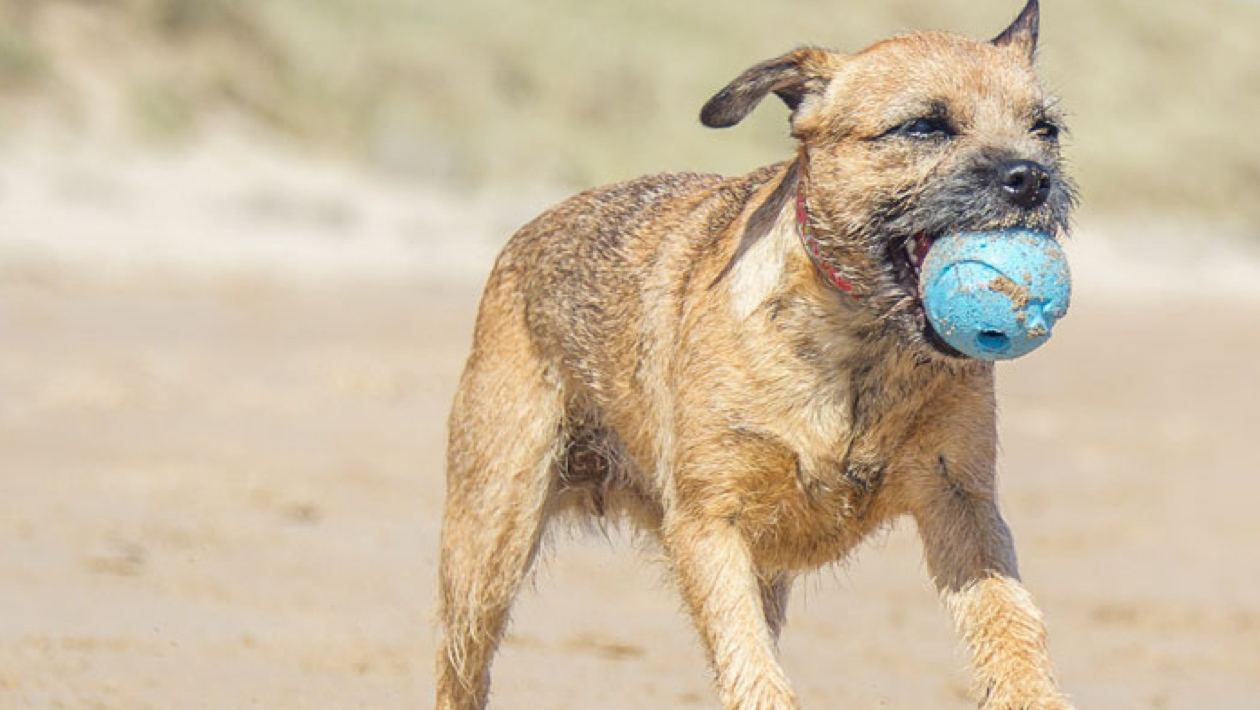 dog wipes tesco