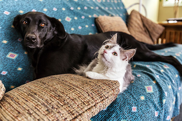 Lifetime Pet Insurance Pet Insurance Quotes Tesco Bank