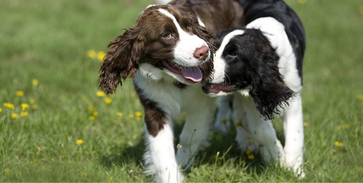 English Springer Spaniel Insurance Breed Facts Tesco Bank