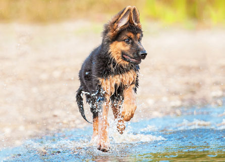 39 HQ Images German Shepherd Puppy Cost Uk : Family Left Stunned After Their German Shepherd Gives Birth To A Bright Green Puppy Named Hulk Daily Mail Online