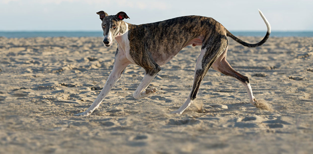 Greyhound Insurance - Greyhound Pet Insurance Quote - Tesco Bank