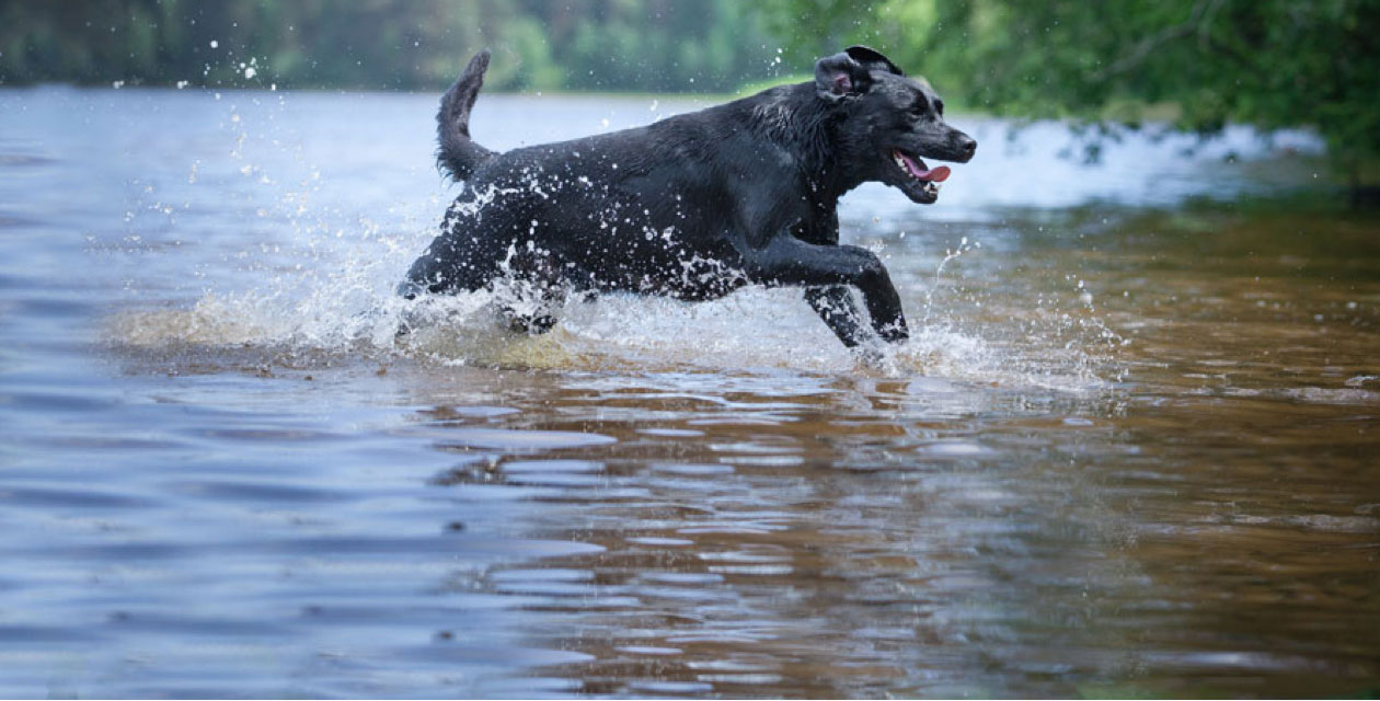 Labrador Insurance - Labrador Pet Insurance Quote - Tesco Bank