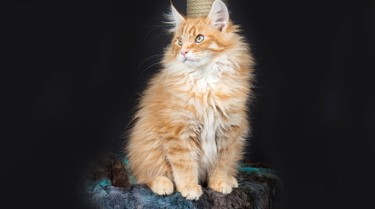 Get A Maine Coon Cat Pet Insurance Quote - Tesco Bank