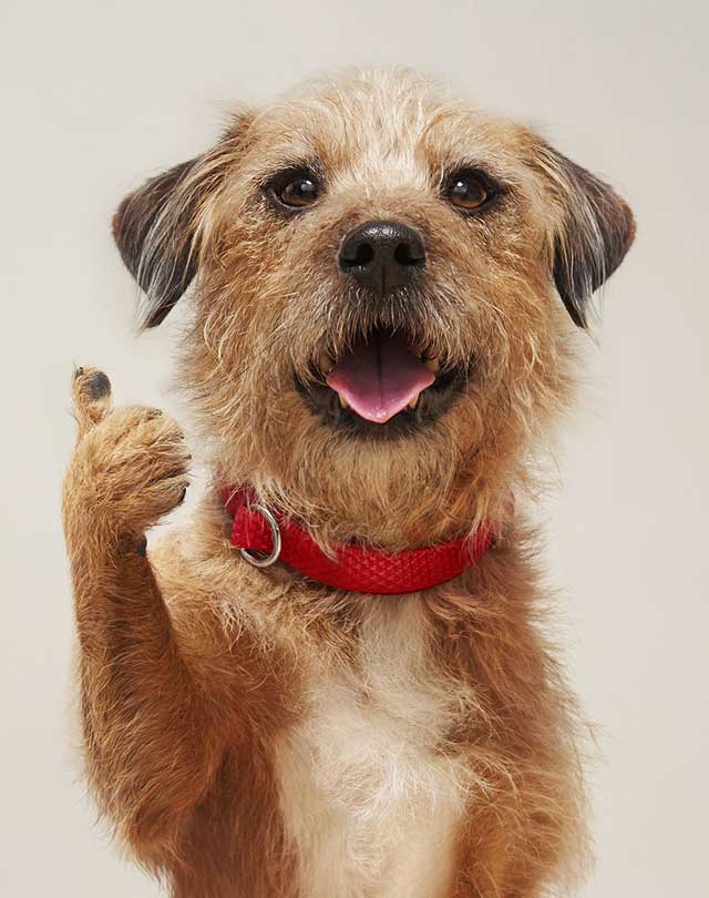 Insure Your Dog Or Puppy Pet Insurance Quotes Tesco Bank