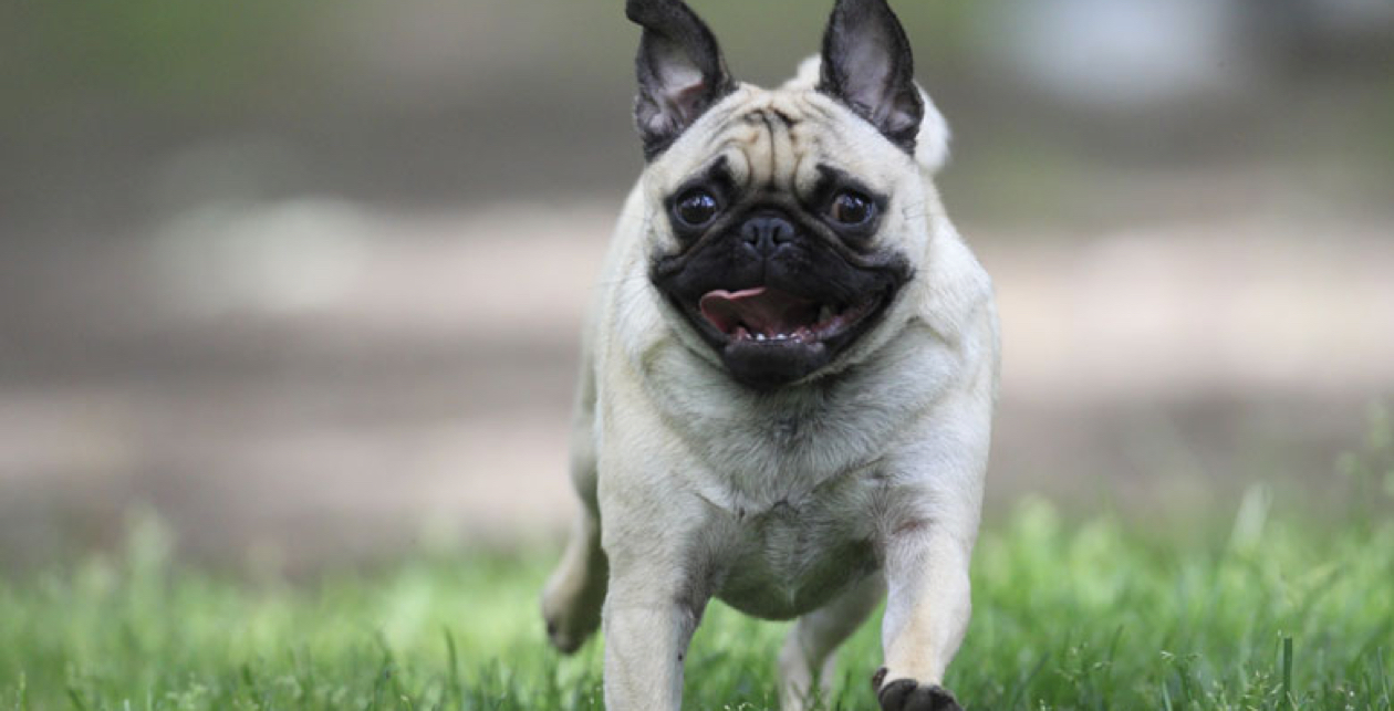 Pug Insurance Breed Facts Info And Advice Tesco Bank