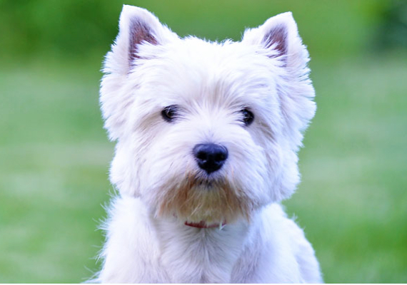 West Highland White Terrier Dog & Puppy Single Playing Card