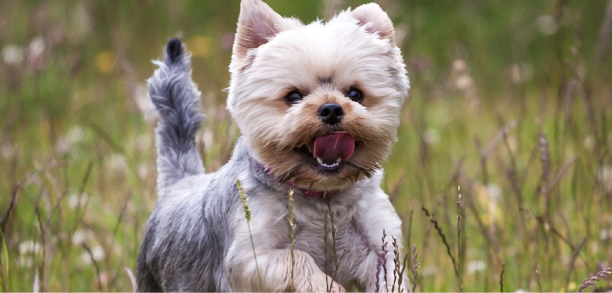 Yorkshire Terrier Insurance Facts Advice Tesco Bank